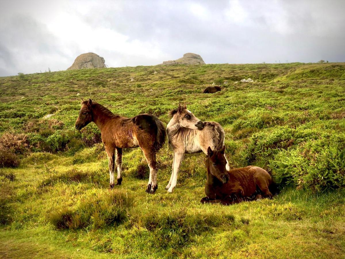 Haytor Court, Haytor, Dartmoor Daire Dış mekan fotoğraf